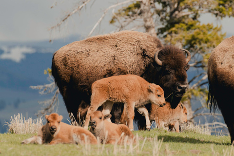Jackson: Private Widlife Safari & Lake Beach Experience