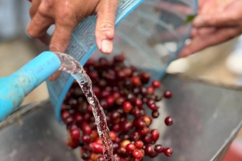 Chiang Mai: Thepsadet Village Coffee Tour with Transfer