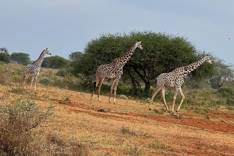 Mombasa: Tsavo East Early-Access Safari & Game Drives