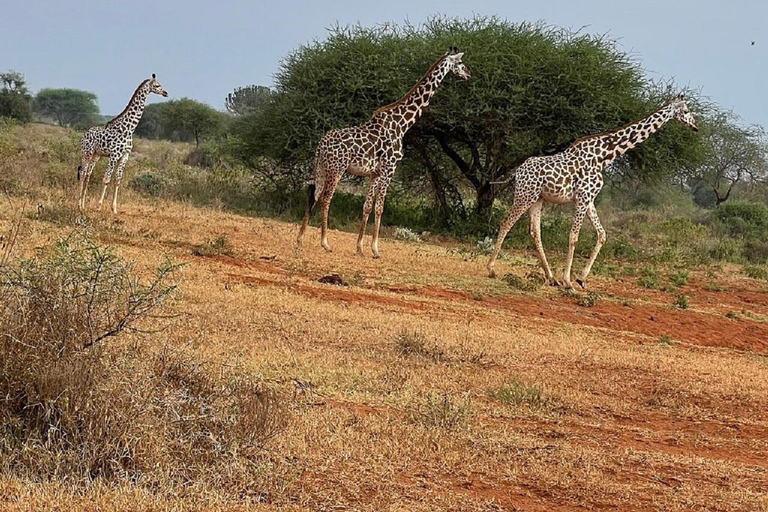 Mombasa: Tsavo East Early-Access Safari & Game Drives