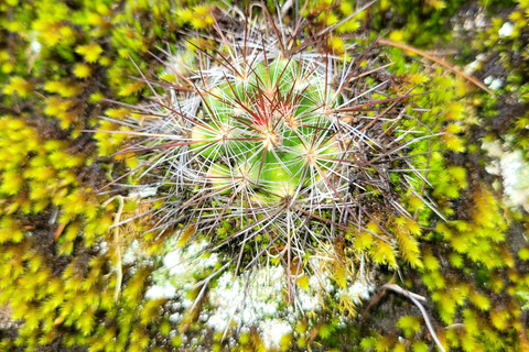 Oaxaca: Sierra Norte Ixtepeji Guided Hike & Lunch, Half-Day