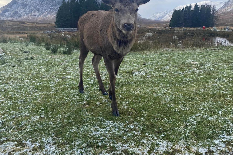 De Glasgow: Excursão de um dia a Glenfinnan, Fort William e Glencoe