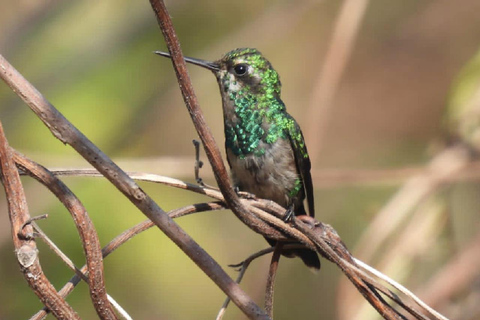 Kartagena: prywatna wycieczka z obserwacją ptaków w tropikalnym lesie suchymKartagena: Prywatna wycieczka z obserwacją ptaków w tropikalnym lesie suchym