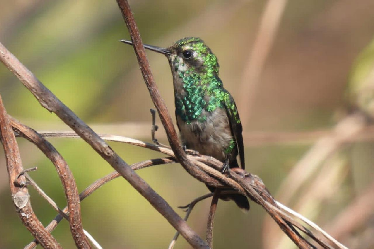 Kartagena: prywatna wycieczka z obserwacją ptaków w tropikalnym lesie suchymKartagena: Prywatna wycieczka z obserwacją ptaków w tropikalnym lesie suchym