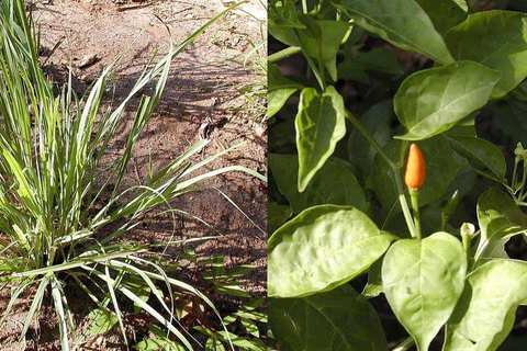 Zanzibar: Spice Tour with Lunch & Stone Town Tour Stone Town Tour