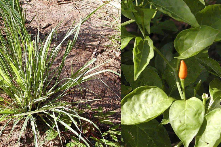 Zanzibar: Spice Tour with Lunch & Stone Town Tour Stone Town Tour