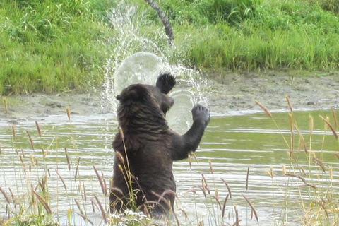 From Anchorage: Alaska Wildlife Center & Turnagain Arm Tour Year-Round Tour