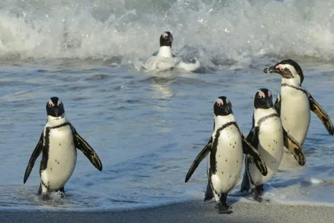 Table Mountain, Cape Point & Penguin Beach ENTRÉE INCLUSE