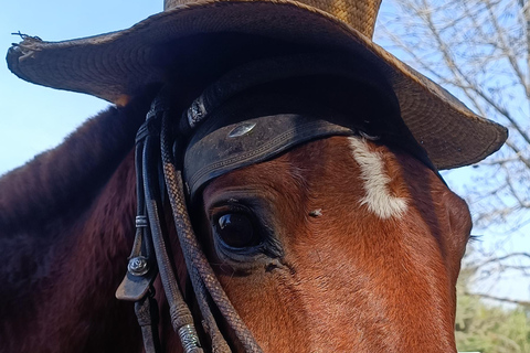 Ica Tour: Tradition and horseback riding of the Peruvian Paso Horse