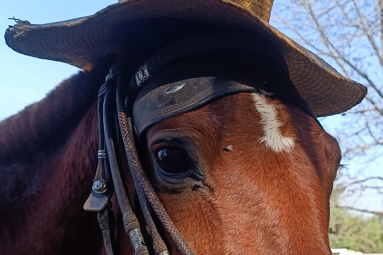 Ica Tour: Tradition and horseback riding of the Peruvian Paso Horse