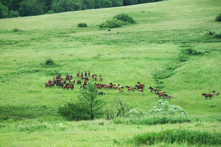 Okavango Horseback Ride + Meals and Beverages