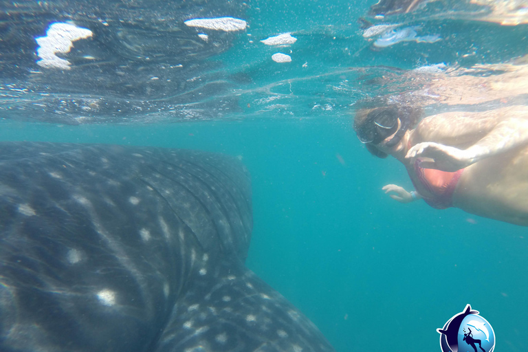Whale Shark Experience