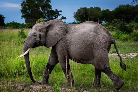 Zanzibar: 2-daagse safari naar het nationale park Tarangire