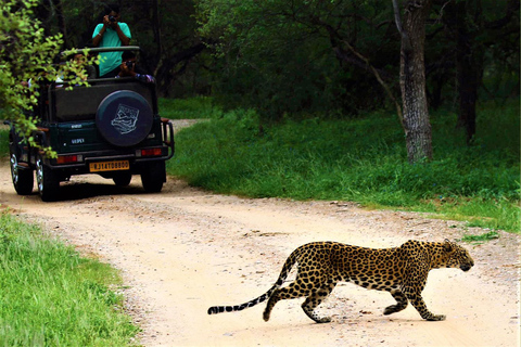 From Jaipur: 3-Day Jaipur and Ranthambore Tour with Safari