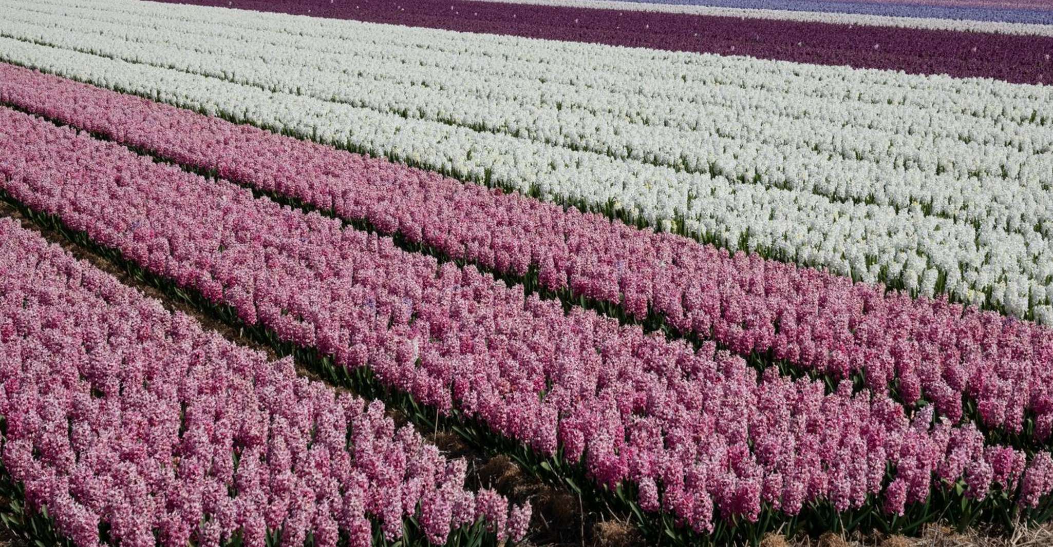 Amsterdam: Tulip Farm Visit, Keukenhof, and Windmill Cruise photo 19
