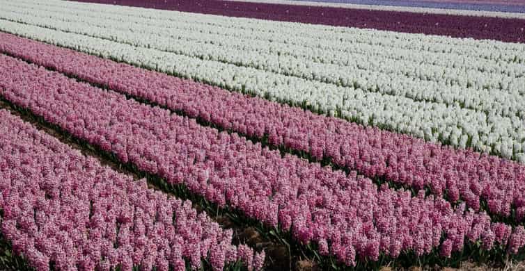 Amsterdam: Tulip Farm Visit, Keukenhof, and Windmill Cruise photo 19