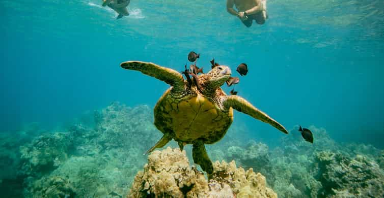 Single Sea Turtle mini-Sculpture - Sea Turtles Unlimited