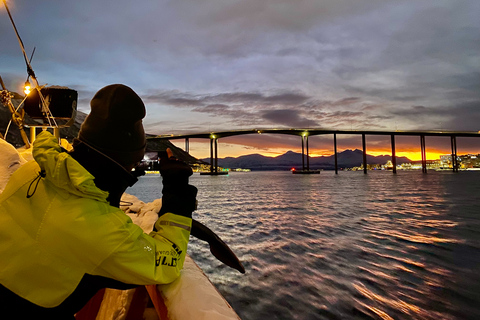 Tromsø: Cruzeiro noturno à luz do Ártico com sopa de peixe