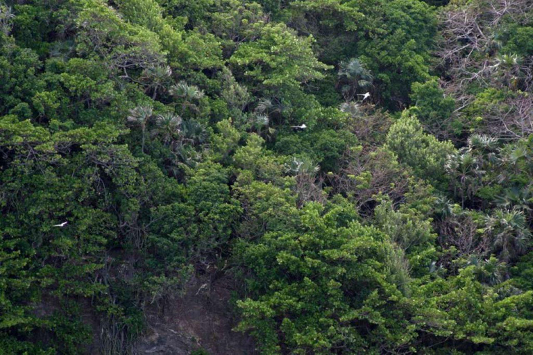 Tobago: Little Tobago Bird Sanctuary Rejs wycieczkowy łodzią