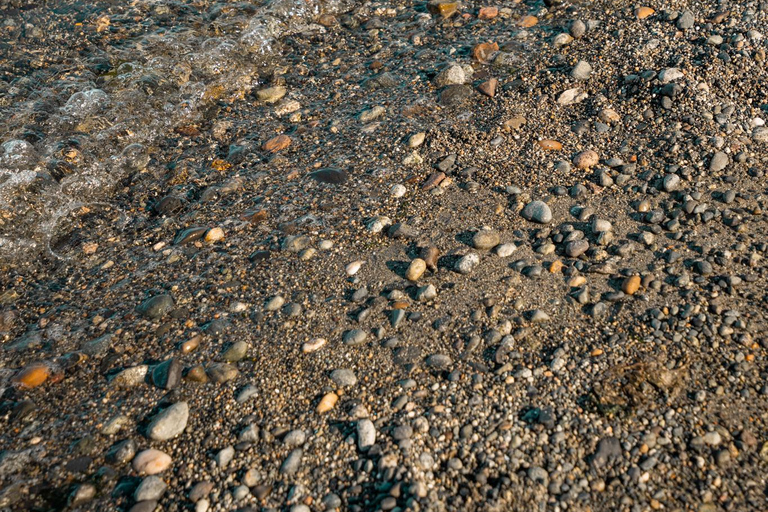 San Juan Island: 3-h Griffin Bay Tour