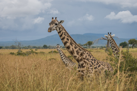 Från Zanzibar: Mikumi Safari med tvåmotorigt flygplan + lunchMikumi Safari – utan transfer