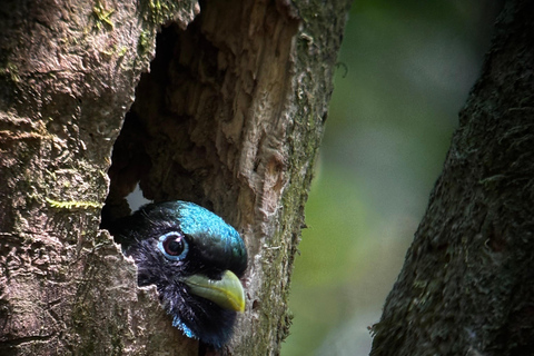 Puerto Jimenez: Parque Nacional Corcovado 2 Dias 1 Noche (boat in &amp; out)