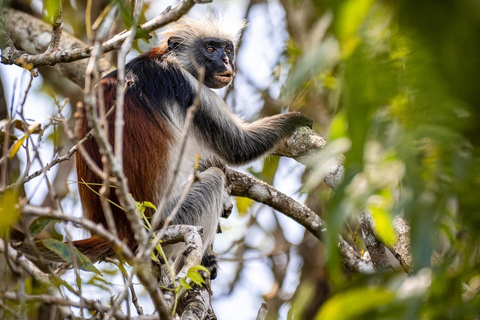 Zanzibar: Jozani Forest, Spice Farm and Stone Town Tour