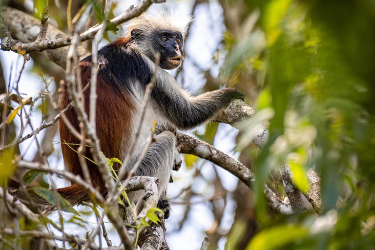 Sansibar: Jozani Forest, Spice Farm und Stone Town Tour