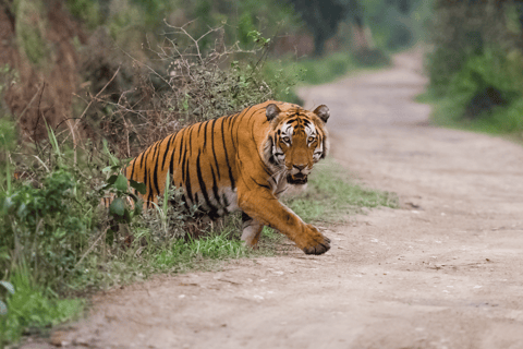 Jaipur: Safari no Parque Nacional de Ranthambore com serviço de busca no hotel