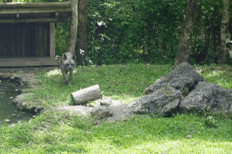 Cebu Safari: Experience Wildlife Up Close