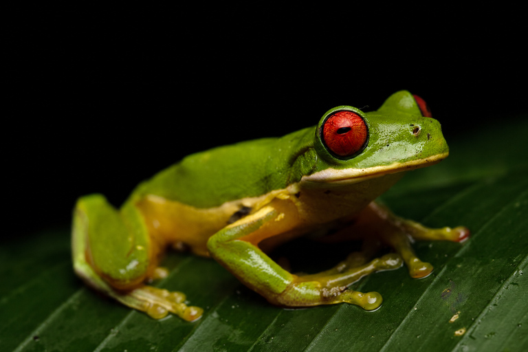 Monteverde: Night Walk with Optic Gear & Sunset Start