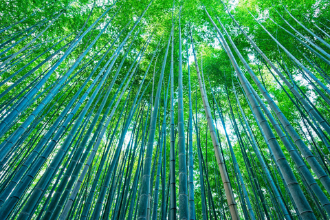 Osaka/Kyoto: Nara, Arashiyama, Fushimi Inari Taisha Day Tour Kyoto & Nara Day Tour | 8:00 AM from Osaka