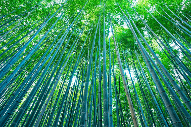 Osaka/Kyoto: Nara, Arashiyama, Fushimi Inari Taisha Day Tour Kyoto & Nara Day Tour | 8:00 AM from Osaka