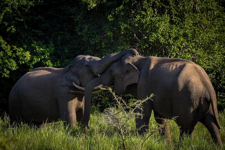 From Ella: Yala Jeep Safari, Thangalle/Mirissa/Galle Drop