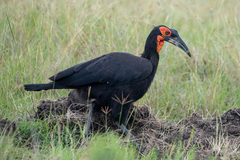 3 giorni di safari nel famoso maasai mara