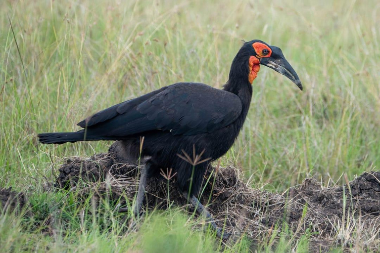 3 giorni di safari nel famoso maasai mara