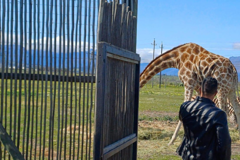 Cape Town: Wine Tasting, Giraffe House and Cheetah Encounter