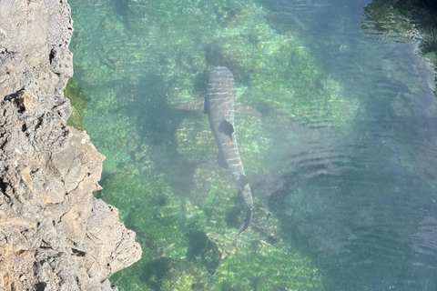 2 GIORNI ISOLA DI ISABELA- ISOLOTTO DI TINTORERAS E TUNELES CABO ROSA