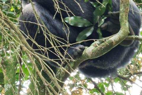 Oeganda en Rwanda: 8-daagse safari langs gorilla&#039;s en wilde dieren