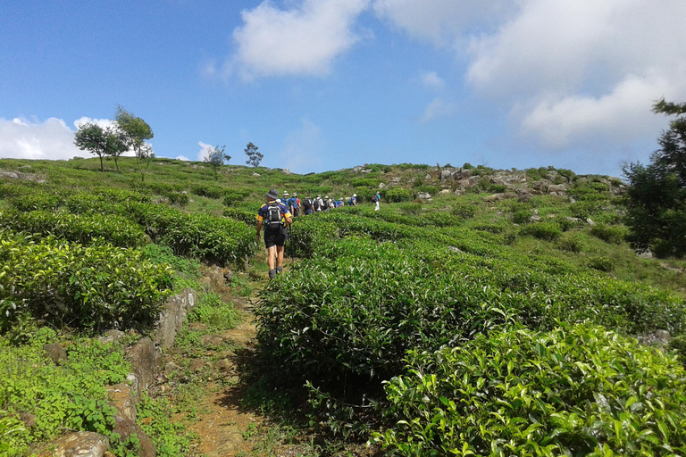 Trekking z Kandy do Ella