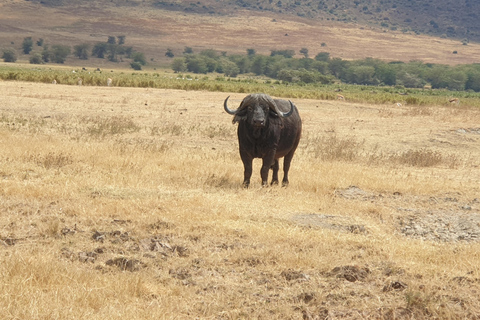 Tanzania: Safari de última hora de 3 días con alojamiento