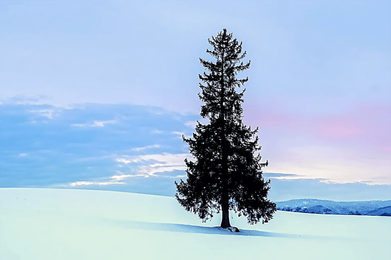 Sapporo: Asahiyama Zoo, Blue Pond & Chiyoda Farm Day Tour Private Sightseeing Tours
