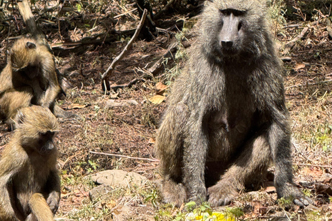 Addis Ababa: Mount Entoto Hike, Injera & Hyena Experience