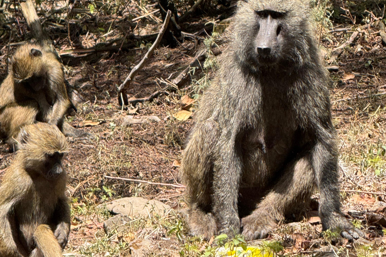 Addis Ababa: Mount Entoto Hike, Injera & Hyena Experience