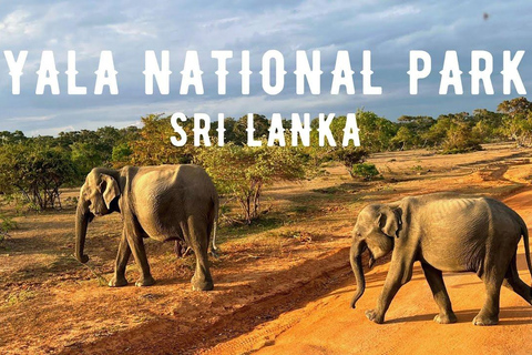 Sri Lanaka : 2-tägige Tour mit Hikkaduwa / Galle / Yala