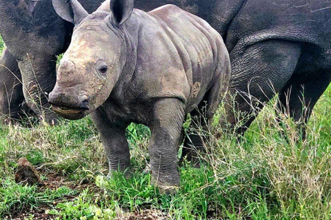 Nairobi: Half Day guided tour to Nairobi National Park