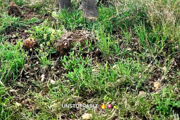 Nairobi: Half Day guided tour to Nairobi National Park