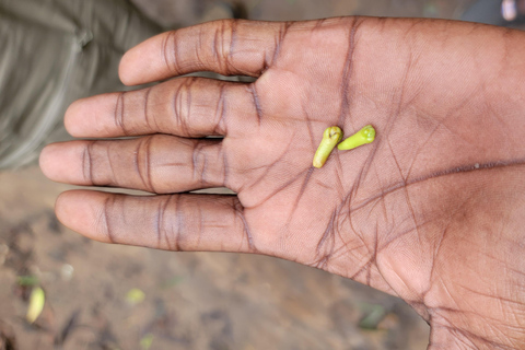 Zanzibar: Stone Town, fattoria delle spezie e tour della foresta di Jozani