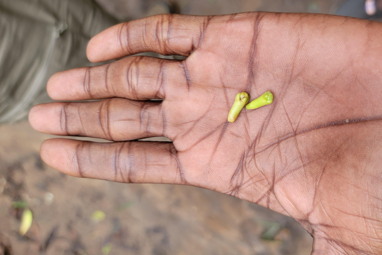 Zanzibar: Stone Town, fattoria delle spezie e tour della foresta di Jozani