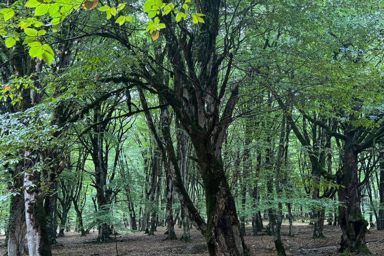 Shahdag or Khinaliq Day Group Tour from Baku From Baku to Gacresh: Shahdag tour (Cable car included)